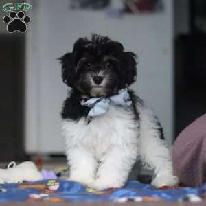Joey, Havapoo Puppy